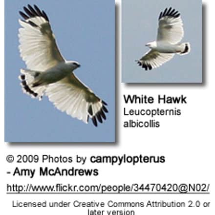 White Hawks in flight