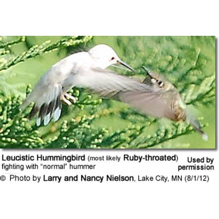 A leucistic hummingbird, most likely a Ruby-throated, is shown in mid-flight engaged in a fight with a normally colored hummingbird. Hummingbirds found in Minnesota USA often exhibit such behaviors. The background is blurred greenery. Photo credit: Larry and Nancy Nielson, Lake City, MN, dated 8/1/12.