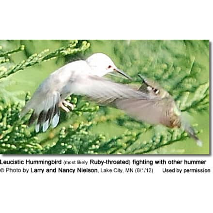 Leucistic Hummingbird (most likely Ruby-throated) fighting with other hummer