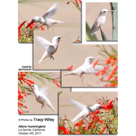 White Hummingbird photographed in La Quinta, California - courtesy of Tracy Wiley