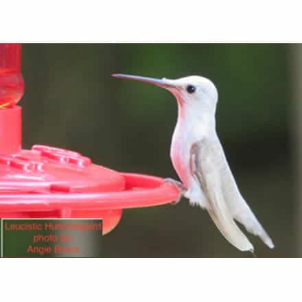 White Hummingbird in Tennessee