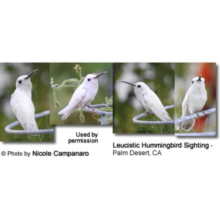 White Hummingbird - Palm Desert, CA