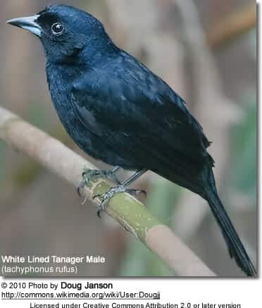 Male White-lined Tanager