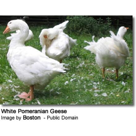 American Saddleback Pomeranian Geese