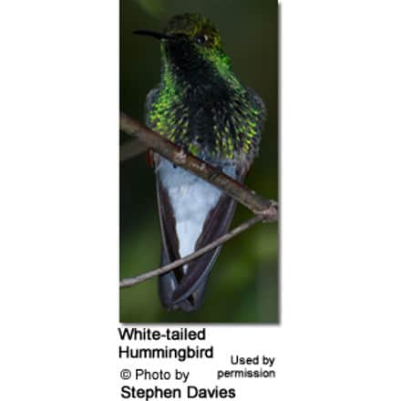 White-tailed Hummingbird