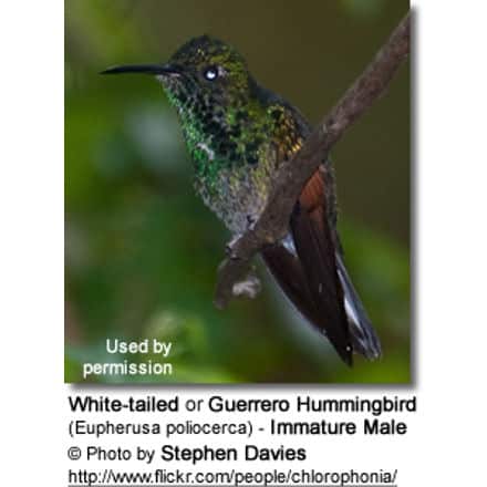 White-tailed or Guerrero Hummingbird (Eupherusa poliocerca) - Immature Male