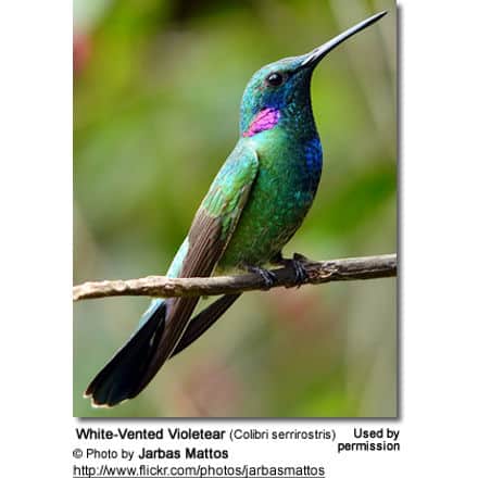White-Vented Violetear (Colibri serrirostris)