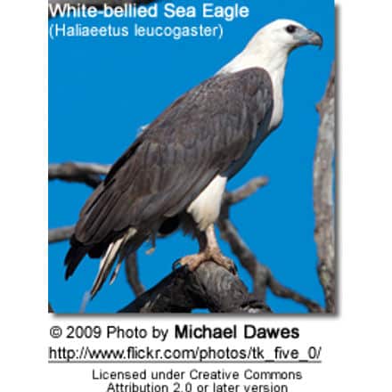 White-bellied Sea Eagle (Haliaeetus leucogaster) 