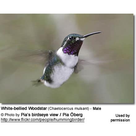 White-bellied Woodstar (Chaetocercus mulsant) - Male