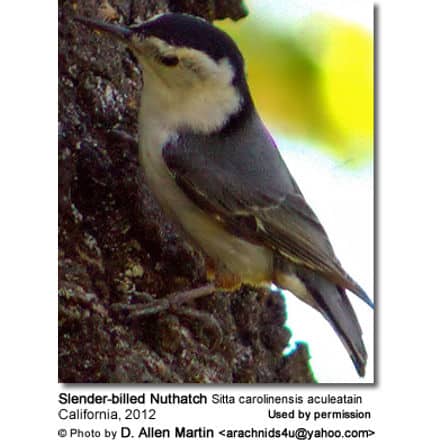 White-breasted Nuthatch