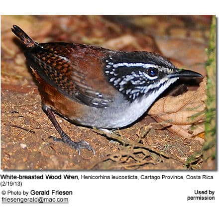 A White-breasted Wood Wren, identified as Henicorhina leucosticta, is perched among fallen leaves on the forest floor. Its plumage features shades of brown and white, with distinct markings around the head. Nearby, Greater Sooty Owls might also be spotted. Photographed in Cartago Province, Costa Rica.