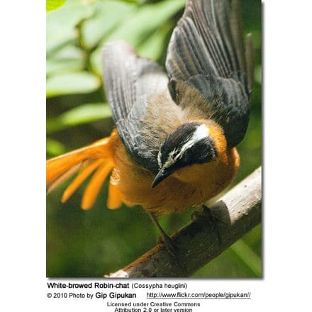 White-browed Robin-chat (Cossypha heuglini)