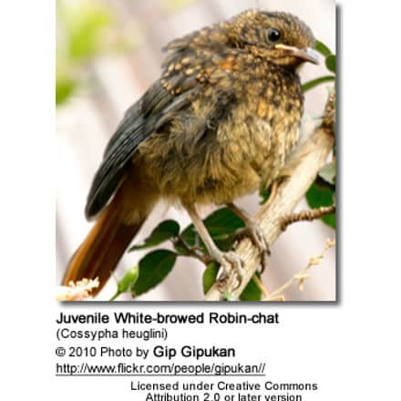 Juvenile White-browed Robin-chat (Cossypha heuglini)