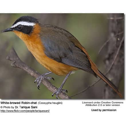 A White-browed Robin-chat, a bird with a distinct white brow and a mix of orange and brown plumage, is perched on a thin branch. The text at the bottom credits Dr. Tarique Sani for the photo and notes the Creative Commons license. White-browed Robin-Chats are known for their striking appearance.