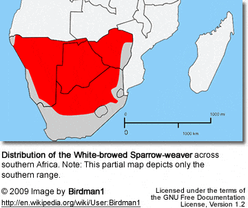 Distribution of the White-browed Sparrow-weaver across southern Africa.