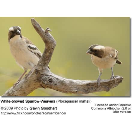White-browed Sparrow-Weavers (Plocepasser mahali)