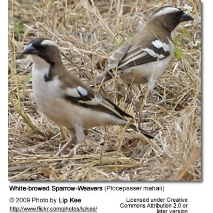 White-browed Sparrow-Weavers