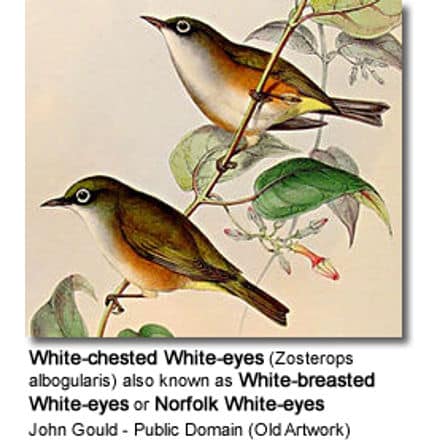 White-chested White-eyes (Zosterops albogularis) also known as White-breasted White-eyes or Norfolk White-eyes