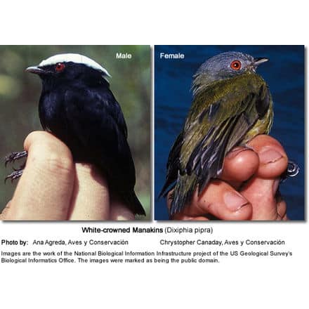 White-crowned Manakins 