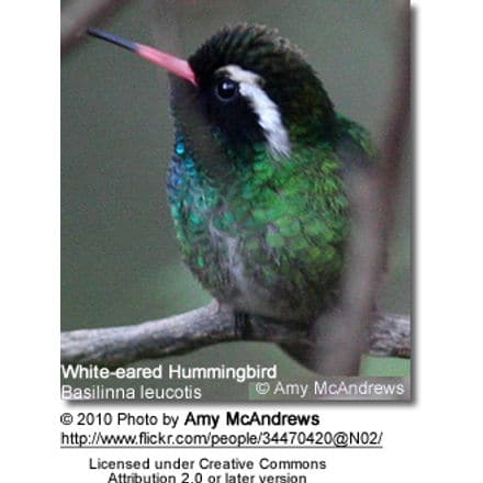 White-eared Hummingbird, Basilinna leucotis