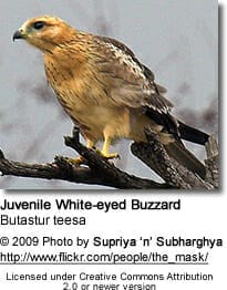 Juvenile White-eyed Buzzard