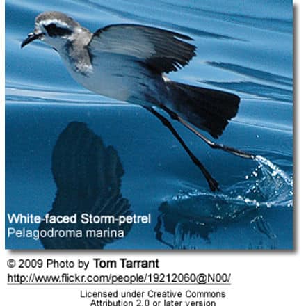 A white-faced storm petrel (Pelagodroma marina) is seen skimming across the surface of the water with its wings outstretched, much like glossy-starlings in their graceful flight. The background is a clear blue sea. Photo by Tom Tarrant.