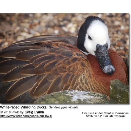 White-faced Whistling Ducks, Dendrocygna viduata