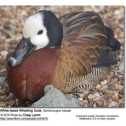 A white-faced whistling duck with a distinctive white head, dark neck, and brown body is resting on a gravelly surface. The image is credited to photographer Craig Lymm and is licensed under Creative Commons Attribution 2.0. For fascinating wildlife, check out bee hummingbirds facts as well!