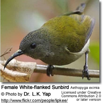 Female White-flanked Sunbird Aethopyga eximia