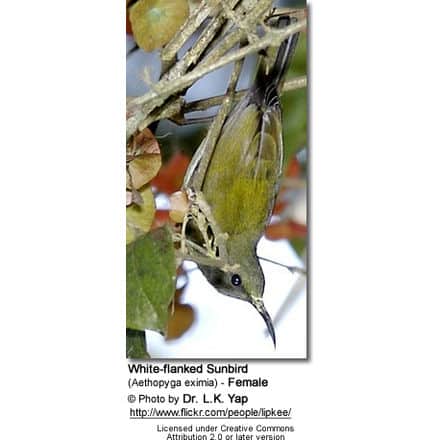 White-flanked Sunbird (Aethopyga eximia) - Female