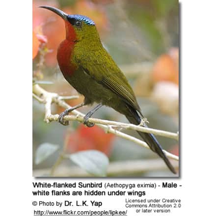 White-flanked Sunbird (Aethopyga eximia) - Male - white flanks are hidden under wings
