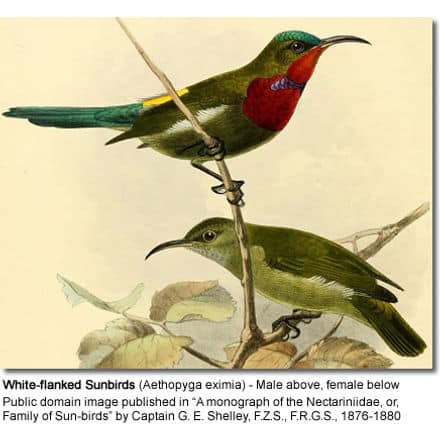 White-flanked Sunbirds (Aethopyga eximia) - Male above, female below