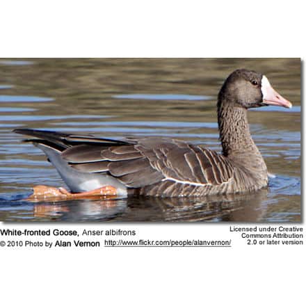 White-fronted Goose, Anser albifrons