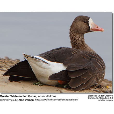 Greater White-fronted Goose, Anser albifrons