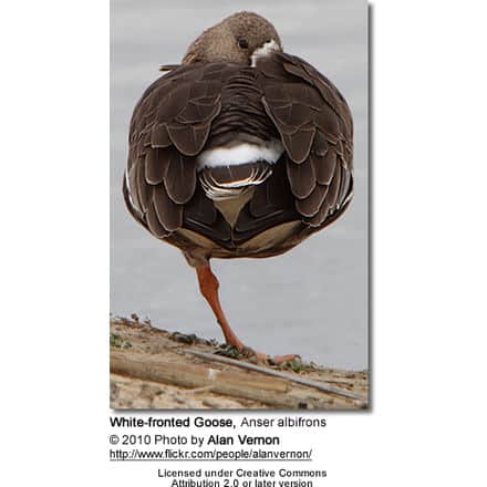 Greater White-fronted Goose (Anser albifrons)