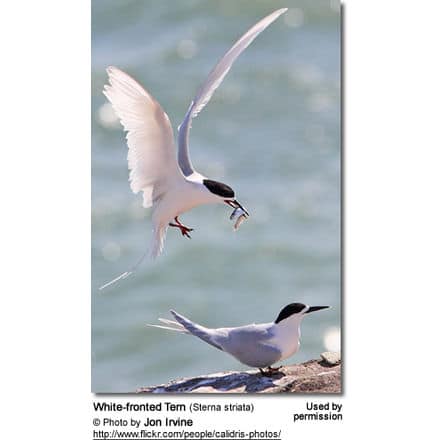 White-fronted Terns or Black-naped Terns