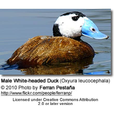 White-headed Duck (Oxyura leucocephala)