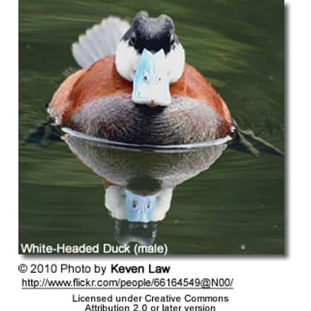 White-headed Duck (Oxyura leucocephala)