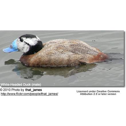 White-headed Duck (Oxyura leucocephala) - Male