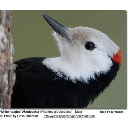 White-headed Woodpecker (Picoides albolarvatus) - Male