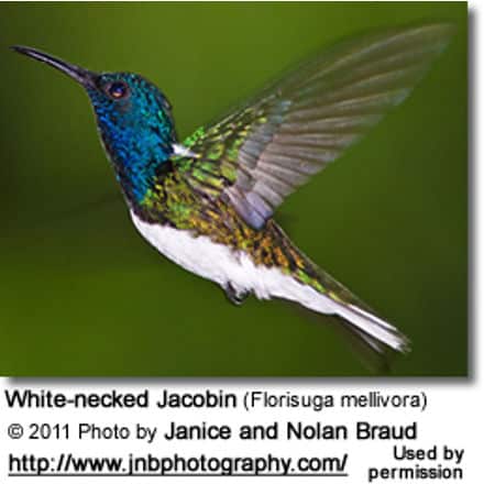 White-necked Jacobin (Florisuga mellivora)