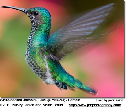 White-necked Jacobin (Florisuga mellivora) is also commonly known as Great Jacobin and Collared Hummingbird