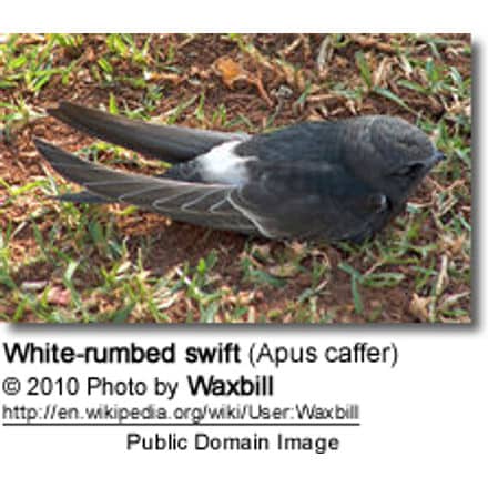 A white-rumped swift lies on grassy ground. The bird, with dark gray feathers and distinctive white rump, appears to be resting. Nearby, an African Cuckoo is seen perched on a branch. The image includes a caption with the swift’s name, scientific name (Apus caffer), photo credit, and a public domain annotation.
