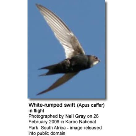 White-rumped swift (Apus caffer) in flight