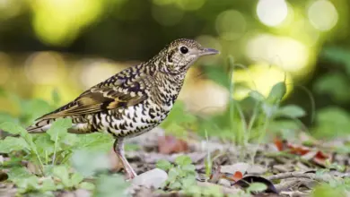 White's Thrushes Looking For Prey on The Ground