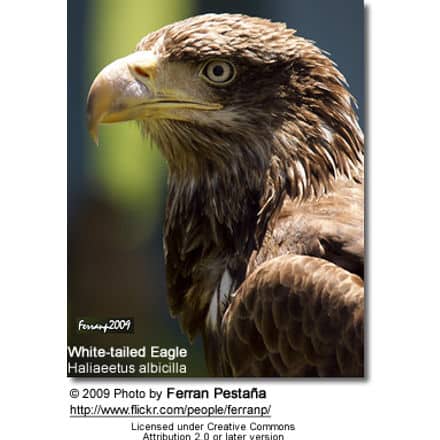 White-tailed Eagle (Haliaeetus albicilla), also known as the Sea Eagle, Erne (sometimes Ern), or White-tailed Sea-eagle