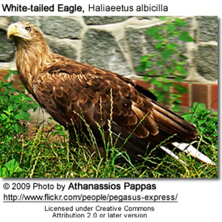 White-tailed Eagle, Haliaeetus albicilla