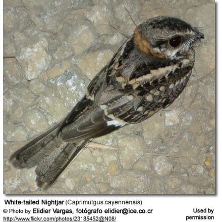 White-tailed Nightjar (Caprimulgus cayennensis)