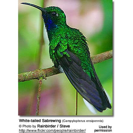 White-tailed Sabrewing (Campylopterus ensipennis)