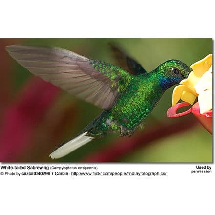 A vibrant green hummingbird with iridescent feathers hovers mid-air while feeding from a yellow and red flower. The image, showcasing one of the stunning Sabrewings, includes a caption identifying the bird as a White-tailed Sabrewing with credit to the photographer and usage permission noted.